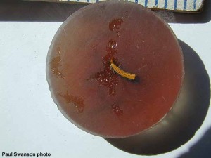 A closer view of one of the mounted samples. This method allows restorers to work with and view samples that are otherwise too fragile to handle. Note the thin layers of yellow paint and varnish in the sample. This particular polyester resin disk is about 1 1/2 inches in diameter. 